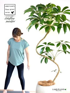 ツピタンサス(シェフレラ・ピュックレリ) 2D曲がり 10号 ぽってり スタイリッシュ 植木鉢 白色 【ココファイバー・プラ皿・育て方】 FRP製 チュピタンサス ツピダンサス 鉢 鉢植え 植木鉢