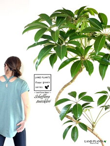 cs^TXiVFtEsbNj 2DȂ 10 ۂĂ X^CbV Aؔ F yRRt@Co[EvMEĕz FRP `s^TX cs_TX  A Aؔ 