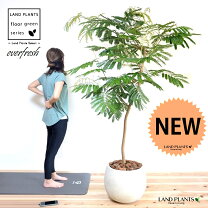 楽天市場】エバーフレッシュ（高さ（植物）131cm ～）の通販