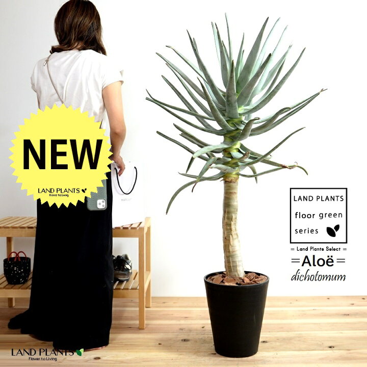 楽天市場 アロエ ディコトマ 10号 セラアート鉢 黒色 バークチップ プラ皿 育て方 矢筒の木 コカブーン タカロカイ 多肉 多肉植物 観葉植物 観葉 鉢 鉢植え 植木鉢 プラ鉢 プラスチック 黒 ブラック 大型 尺 尺鉢 Land Plants 楽天市場店 楽天市場 アロエ ディコトマ 10号 セラアート鉢 黒色 バークチップ プラ皿 育て方 矢筒の木 コカブーン タカロカイ 多肉 多肉植物 観葉植物 観葉 鉢 鉢植え 植木鉢 プラ鉢 プラスチック 黒 ブラック 大型 尺 尺鉢 Land Plants 楽天市場店