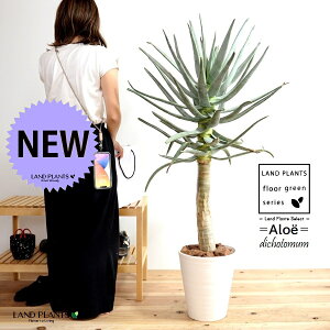 観葉植物 アロエ 10号の人気商品 通販 価格比較 価格 Com