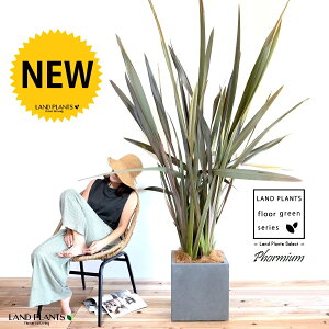 ニューサイラン 10号 ファイバー製 キューブ型 陶器鉢 灰色 【ココファイバー・プラ皿・育て方】 FRP製 灰 グレー フォルミウム テナックス クッキアナム 鉢植え 鉢 陶器 大型 尺 尺鉢 観葉植