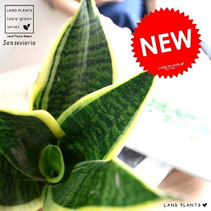 yz TXxAi[`FV[gj F vX`bN 4yRRt@Co[z A  c c Ȃ ϗtA [eB [eB[  zCg ˂  E