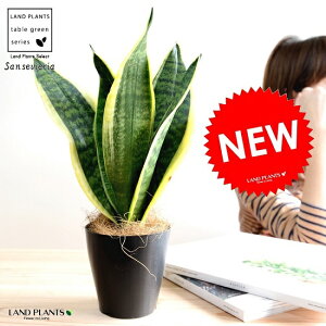 �y�������z �T���X�x���A�i���[�����`�F�V���[�g�j ���F �v���X�`�b�N�� 4���y�R�R�t�@�C�o�[�z ���A�� �� �c �c�� �Ȃ� �ϗt�A�� ���[�����e�B ���[�����e�B�[ �� �u���b�N �˂��� �� ���E