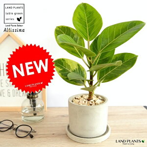 AeV[} Zg V_[^ 픫 AeBV} oGK[^  Ft A c c DF D O[ ی` Eh  ϗtA 