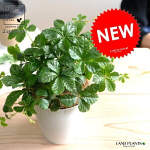 VK[oC vX`bN 4 iFj A  c c Ȃ ϗtA  zCg  Eh OhJo[