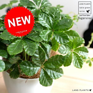 VK[oC vX`bN 4 iFj A  c c Ȃ ϗtA  zCg  Eh OhJo[