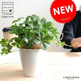 シュガーバイン 白色 プラスチック鉢 4号 鉢植え 鉢 苗 苗木 なえ 観葉植物 白 ホワイト 丸 ラウンド グランドカバー