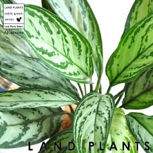 AOIl} iVo[NC[j 4 F vX`bN R^c TgC@hV̓@|Cg@ϗtA