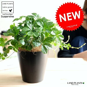 VK[oC F vX`bN 4 A  c c Ȃ ϗtA  ubN  Eh OhJo[