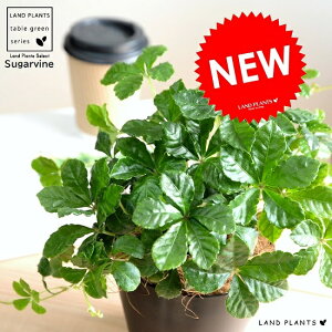 VK[oC F vX`bN 4 A  c c Ȃ ϗtA  ubN  Eh OhJo[