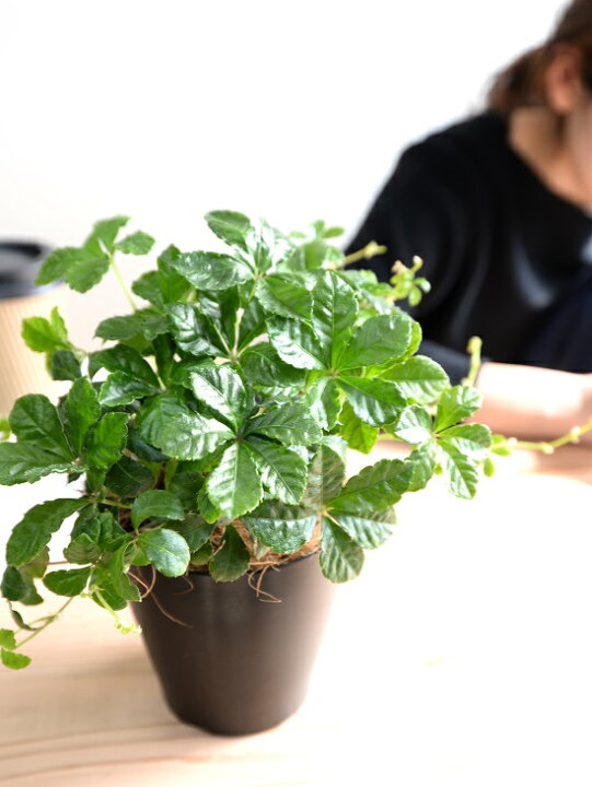 楽天市場 シュガーバイン 黒色 プラスチック鉢 4号 鉢植え 鉢 苗 苗木 なえ 観葉植物 黒 ブラック 丸 ラウンド グランドカバー Land Plants 楽天市場店