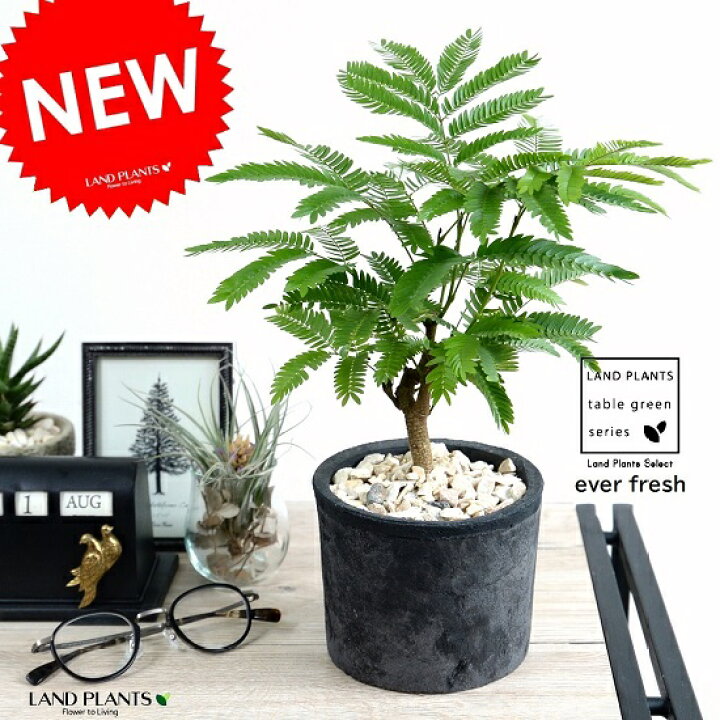 楽天市場 エバーフレッシュ 黒色 モスポット シリンダー型 テラコッタ鉢 鉢植え 鉢 苗 苗木 観葉植物 送料無料 丸鉢 鉢植え 陶器 素焼 黒 ブラック 灰色 灰 グレー Land Plants 楽天市場店 楽天市場 エバーフレッシュ 黒色 モスポット シリンダー型 テラコッタ鉢 鉢植え 鉢 苗 苗木 観葉植物 送料無料 丸鉢 鉢植え 陶器 素焼 黒 ブラック 灰色 灰 グレー Land Plants 楽天市場店
