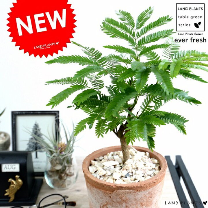 楽天市場 エバーフレッシュ 茶色 モスポット シリンダー型 テラコッタ鉢 鉢植え 鉢 苗 苗木 観葉植物 送料無料 丸鉢 鉢植え 陶器 素焼 茶 ブラウン オレンジ Land Plants 楽天市場店 楽天市場 エバーフレッシュ 茶色 モスポット シリンダー型 テラコッタ鉢 鉢植え 鉢 苗 苗木 観葉植物 送料無料 丸鉢 鉢植え 陶器 素焼 茶 ブラウン オレンジ Land Plants 楽天市場店
