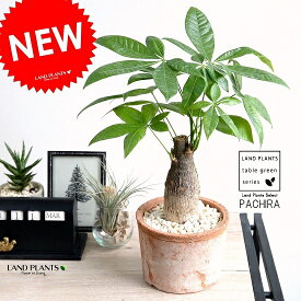 楽天市場 パキラ 幹の通販 楽天市場 パキラ 幹の通販