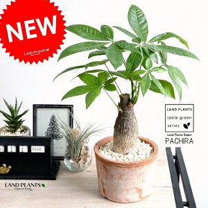 観葉植物 茶色の人気商品 通販 価格比較 価格 Com