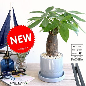 パキラ 苗木の人気商品 通販 価格比較 価格 Com パキラ 苗木の人気商品 通販 価格比較 価格 Com