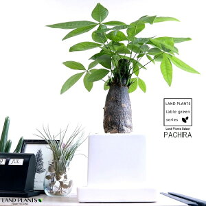 pLi^Cvj zCg L[u^ 픫 STCYyVRӐ΁EMEĕz pL ANAeBJ  ̖ 𐶂ݏo A  c c ϗtA  zC