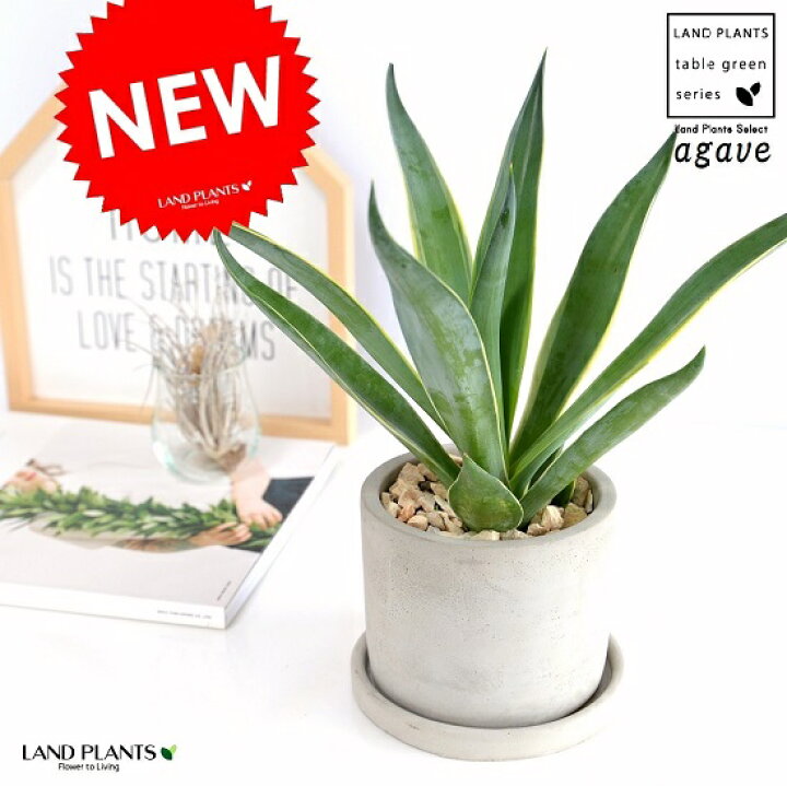 楽天市場 アガベ ベネズエラ セメント シリンダー型 陶器鉢 竜舌蘭 アロエ リュウゼツラン Agave マゲイ 陶器鉢 鉢植え 鉢 苗 苗木 観葉植物 灰色 灰 グレー ねずみ 丸 ラウンド Land Plants 楽天市場店