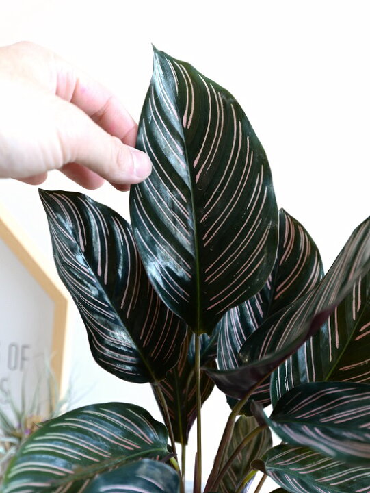 楽天市場 カラテア サンデリアーナ セメント シリンダー型 陶器鉢 鉢植え 鉢 苗 苗木 観葉植物 送料無料 灰色 灰 グレー ねずみ 丸 ラウンド サンデリアナ Land Plants 楽天市場店