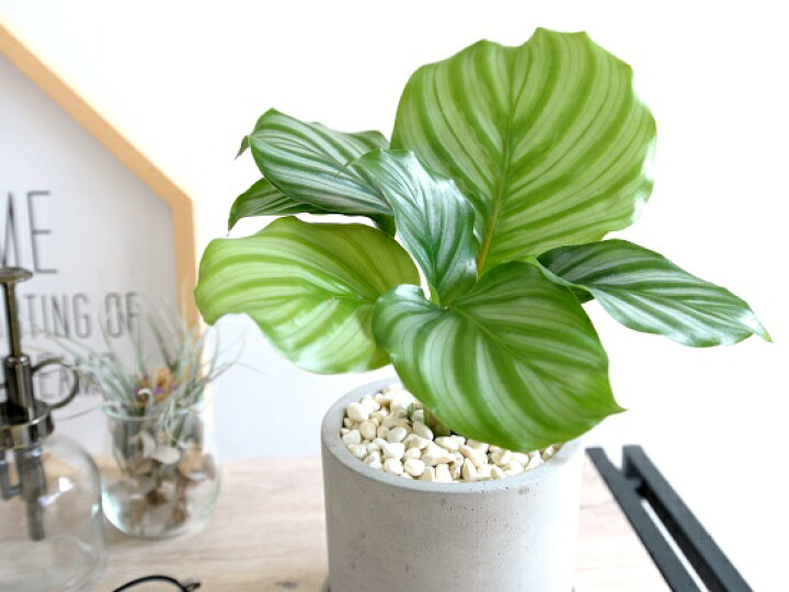 楽天市場 カラテア オルビフォリア セメント シリンダー型 陶器鉢 鉢植え 鉢 苗 苗木 観葉植物 送料無料 灰色 灰 グレー ねずみ 丸 ラウンド オルビフォーリア Land Plants 楽天市場店