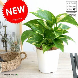 楽天市場 ガラス 種類 植物 ポトス 観葉植物 花 観葉植物 花 ガーデン Diyの通販
