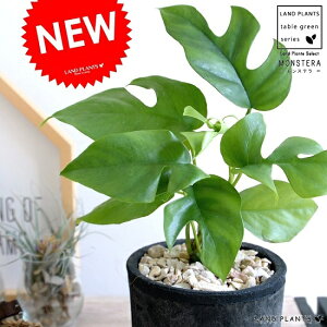 qXe X|bg V_[^ iFjeRb^ A f MOSSPOT c c ~jXe ϗtA  ubN D O[  