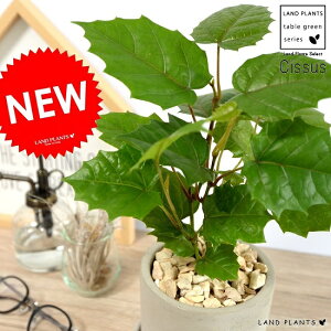 JK[ACr[ Zg V_[^ 픫 O[vACr[ A A c c Ȃ ϗtA  D DF O[ lY~  Eh {[