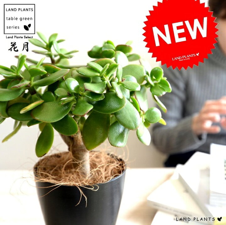 楽天市場 お試し カネノナルキ 花月 カゲツ 黒色 プラスチック鉢 4号 カネノナルキ 金のなる木 カゲツ ベンケイソウ 多肉植物 多肉質 多肉 鉢植え 苗 苗木 観葉植物 カランコエ フチベニベンケイ 縁紅弁慶 成金草 Land Plants 楽天市場店