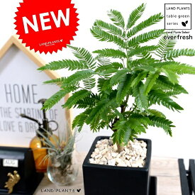 楽天市場 エバーフレッシュ 観葉植物 花 観葉植物 花 ガーデン Diyの通販