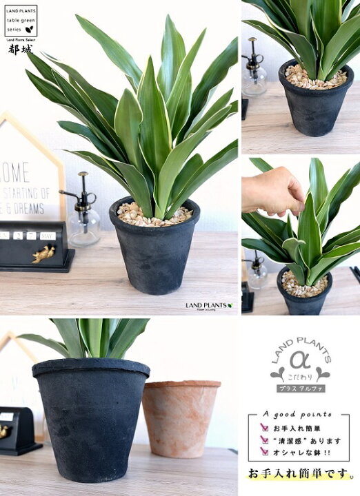 楽天市場 万年青 オモト 都城 黒色 モスポット トール ラウンド型 天然砕石 育て方 モダンオモト 有田おもと 御祝い品 縁起物 Rohdea Japonica 万年青都城 おもと スズラン 吉草 長寿草 花壇綱目 古典園芸植物黒 ブラック 観葉植物 お中元 お歳暮 Land Plants