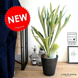 REij 8 ZA[g F rJNV_ ^ A  c c ϗtA   ubN  Eh rtJc V_