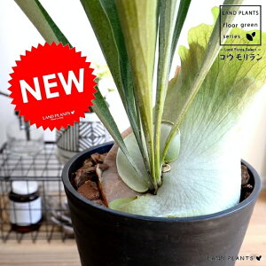 ビカクシダ 鉢 観葉植物の人気商品 通販 価格比較 価格 Com