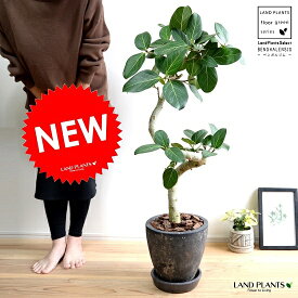 楽天市場 シンボルツリー 種類 植物 ゴムの木 の通販 楽天市場 シンボルツリー 種類 植物 ゴムの木 の通販
