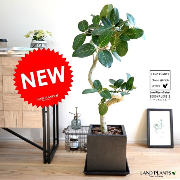 楽天市場 ベンガレンシス 3dカーブ曲がり 黒色 キューブ型 陶器鉢 バークチップ 受皿 育て方 大型 観葉 観葉植物 送料無料 ベンガルゴム ベンガルボダイジュ ゴムノキ ゴムの木 ゴム 3大人気フィカス 鉢植え 鉢 陶器 黒 ブラック 四角 スクエア Land Plants 楽天市場 ベンガレンシス 3dカーブ曲がり 黒色 キューブ型 陶器鉢 バークチップ 受皿 育て方 大型 観葉 観葉植物 送料無料 ベンガルゴム ベンガルボダイジュ ゴムノキ ゴムの木 ゴム 3大人気フィカス 鉢植え 鉢 陶器 黒 ブラック 四角 スクエア Land Plants