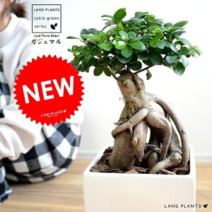 KW}ij zCg L[u^ 픫 LTCY K炷 K̎  ܂̖ A  lp XNGA  F ϗtA 