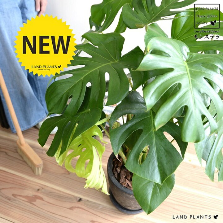 楽天市場 モンステラ デリシオサ 黒色 エッグ型 ラウンド陶器鉢 鉢植え 鉢 陶器 テラコッタ 素焼 黒 ブラック 丸 灰 グレー 観葉植物 観葉 送料無料 Land Plants 楽天市場店 楽天市場 モンステラ デリシオサ 黒色 エッグ型 ラウンド陶器鉢 鉢植え 鉢 陶器 テラコッタ 素焼 黒 ブラック 丸 灰 グレー 観葉植物 観葉 送料無料 Land Plants 楽天市場店
