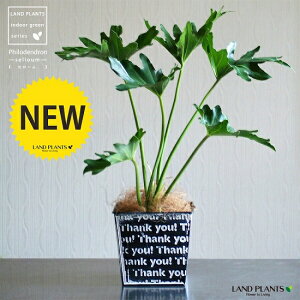 Z[ Thank you ̔Jo[iFj@hV̓@|Cg@ϗtA 