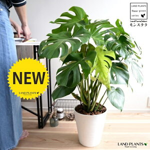 モンステラ 白色 セラアート鉢 8号(バークチップ) 鉢植え 鉢 陶器 テラコッタ 素焼 白 ホワイト ラウンド 丸 観葉植物 観葉 大型 送料無料