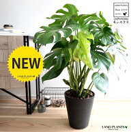 モンステラ 黒色 セラアート鉢 8号（バークチップ） 鉢植え 鉢 陶器 テラコッタ 素焼 黒 ブラック ラウン…