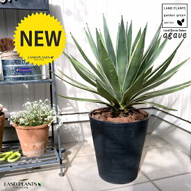 楽天市場 黒 ブラック 種類 植物 アガベ 観葉植物 花 観葉植物 花 ガーデン Diyの通販