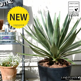 楽天市場 観葉植物 熱帯植物の通販