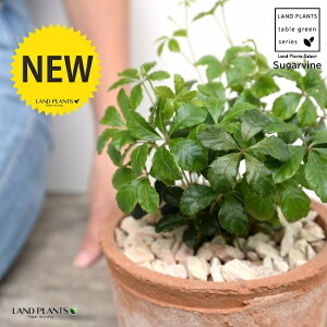 VK[oC F X|bg V_[^ 픫iVRӐ΁j p[ZmVbTX pemVbTX 5t 鐫A A  f eRb^  uE IW  ی` 