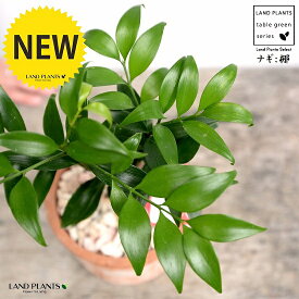 楽天市場 植物 ナギの通販