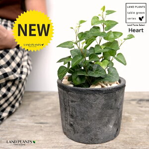 n[g^ ACr[iT[Nj F X|bg V_[^ 픫iVRӐ΁j n[gACr[ wf ACr[T[N 鐫A ϗtA A  f eRb^  ubN D O