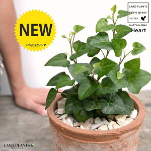 n[g^ ACr[iT[Nj F X|bg V_[^ 픫iVRӐ΁j n[gACr[ wf 鐫A A  f eRb^  uE IW  ی`  