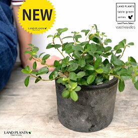 楽天市場 寒さ に 強い 植物 屋外の通販