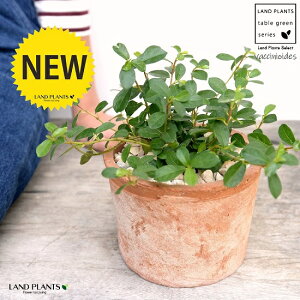 フィカス・シャングリラ(つる性ガジュマル) 茶色 モスポット シリンダー型 陶器鉢(天然砕石) ガジュマル テリハイヌビワ 蔓性 ツル性 鉢植え 鉢 素焼 テラコッタ 茶 ブラウン オレンジ