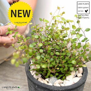 C[vc F X|bg V_[^ 픫iVRӐ΁j C[ OhJo[ 鐫A A  f eRb^  ubN  ی` ϗtA A  ĕJ