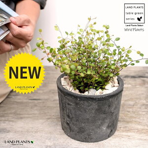 C[vc F X|bg V_[^ 픫iVRӐ΁j C[ OhJo[ 鐫A A  f eRb^  ubN  ی` ϗtA A  ĕJ